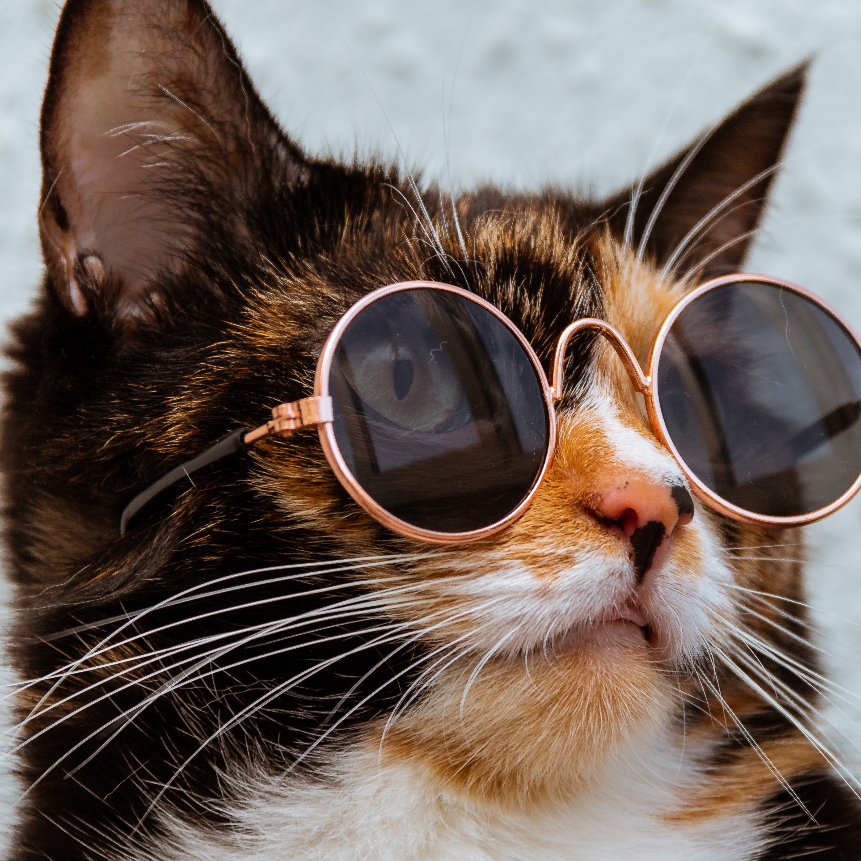 Cool Cat Sunglasses - Free Shipping Today 🙀