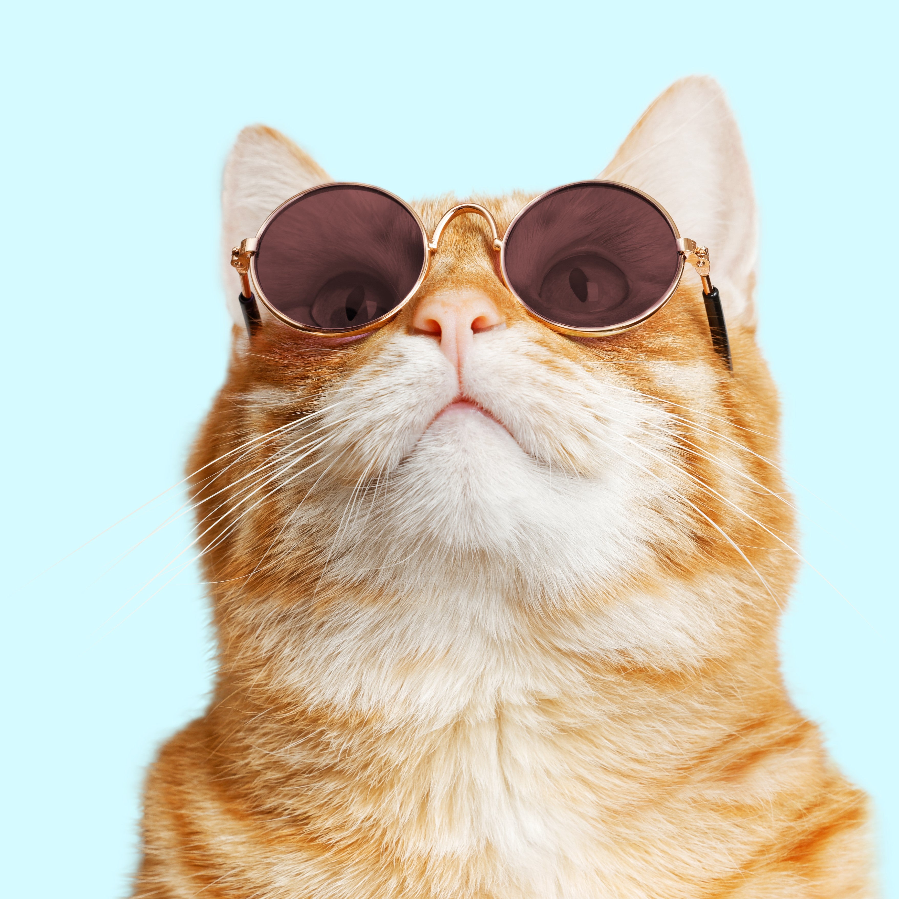 Cool Cat Sunglasses - Free Shipping Today 🙀