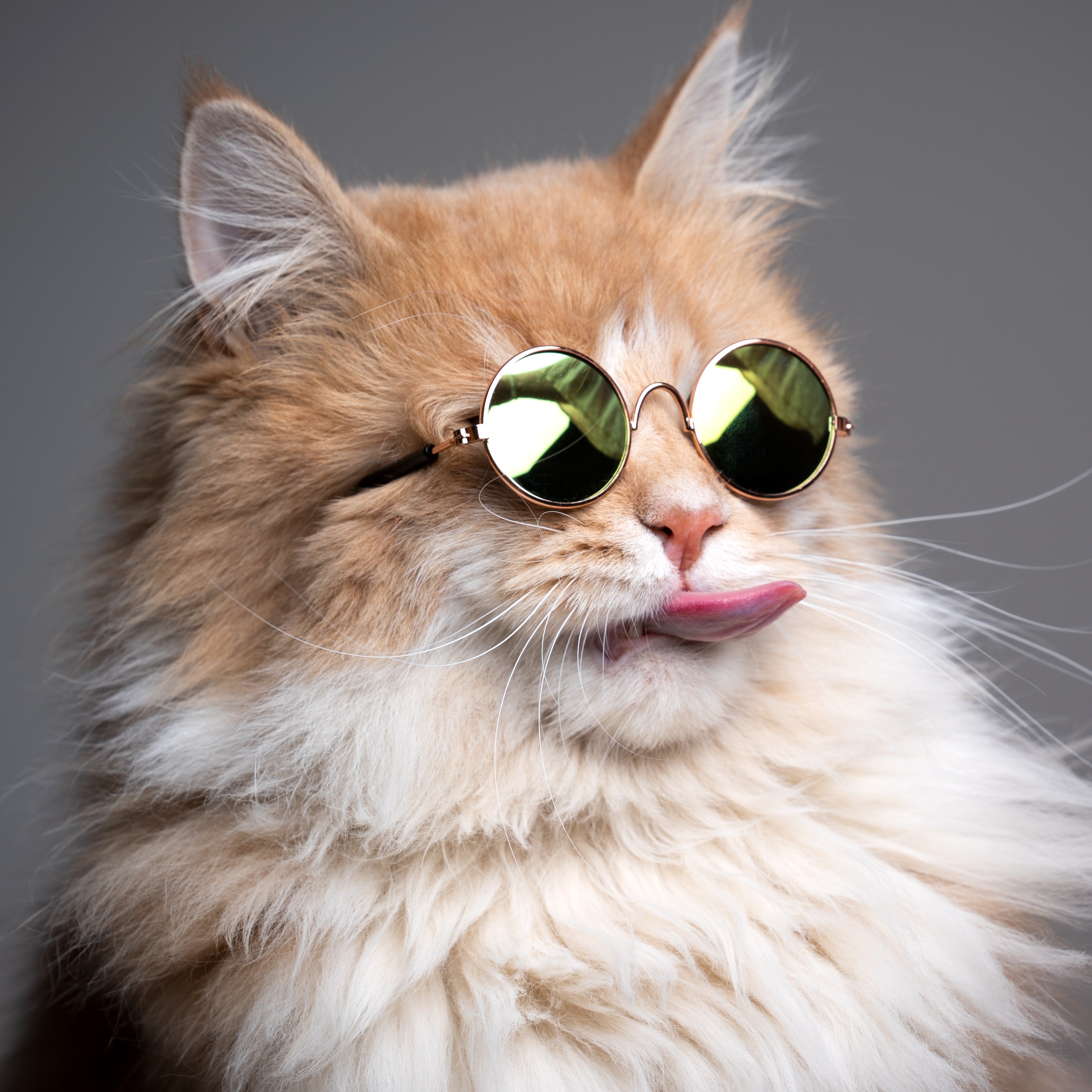 Cool Cat Sunglasses - Free Shipping Today 🙀