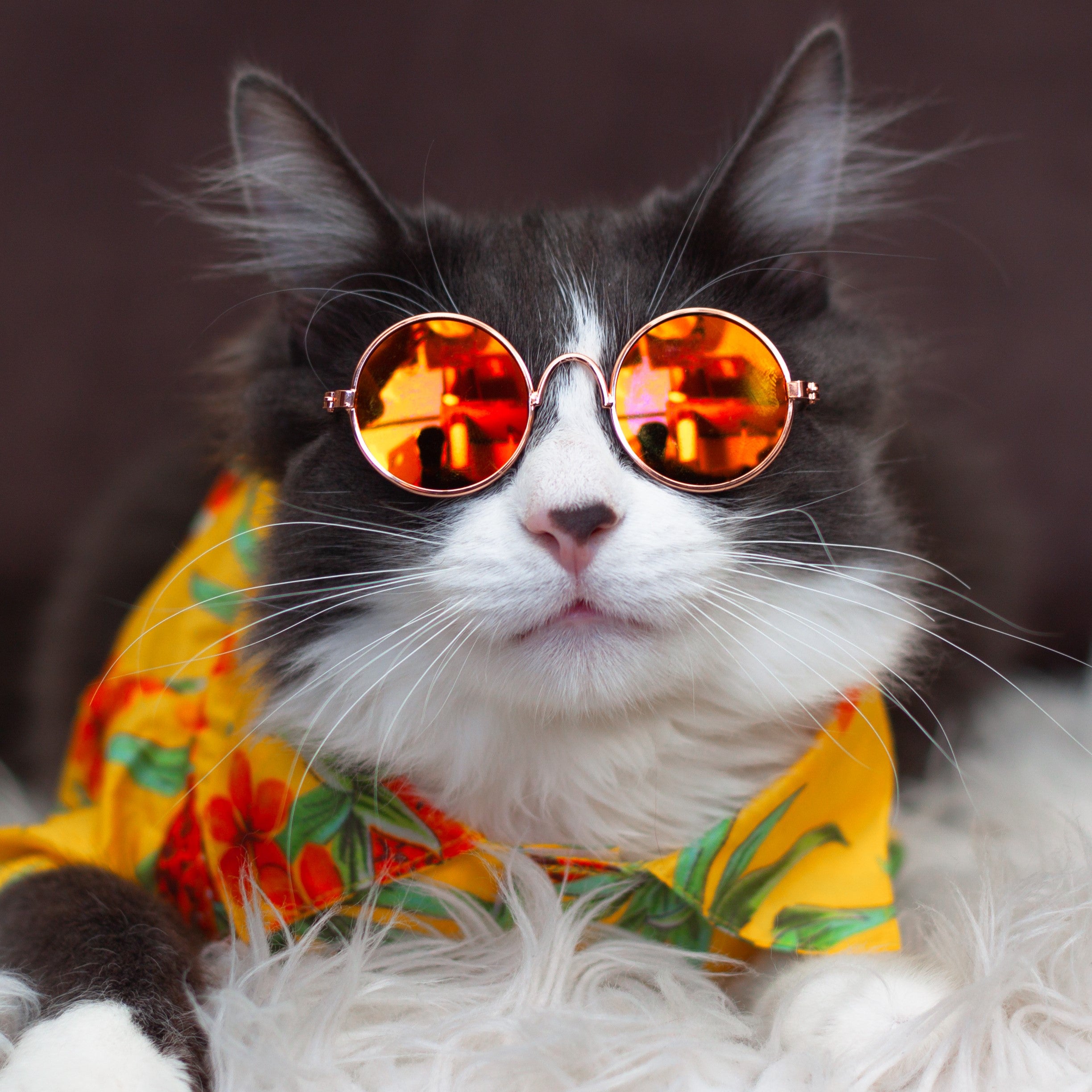 Cool Cat Sunglasses - Free Shipping Today 🙀