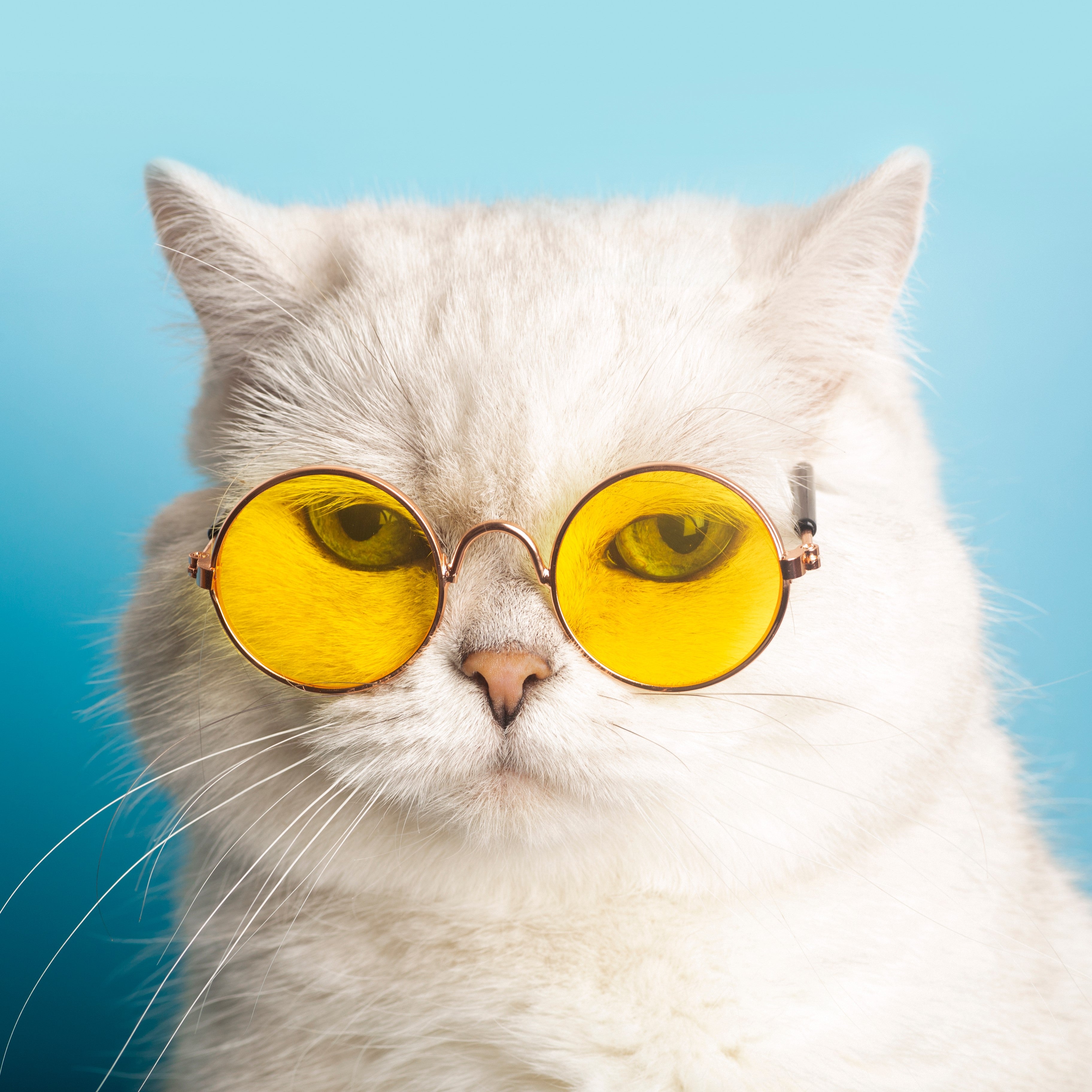 Cool Cat Sunglasses - Free Shipping Today 🙀