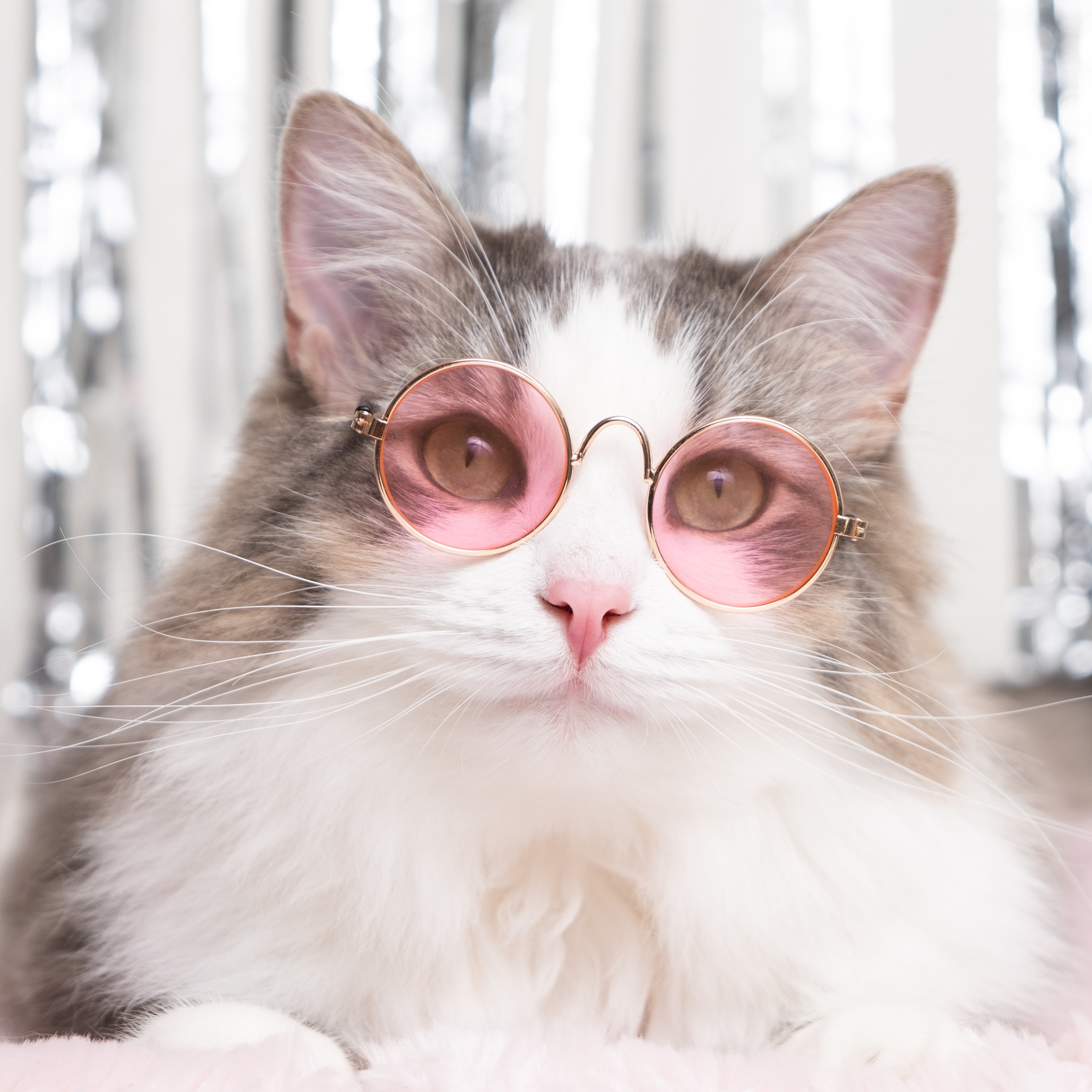Cool Cat Sunglasses - Free Shipping Today 🙀