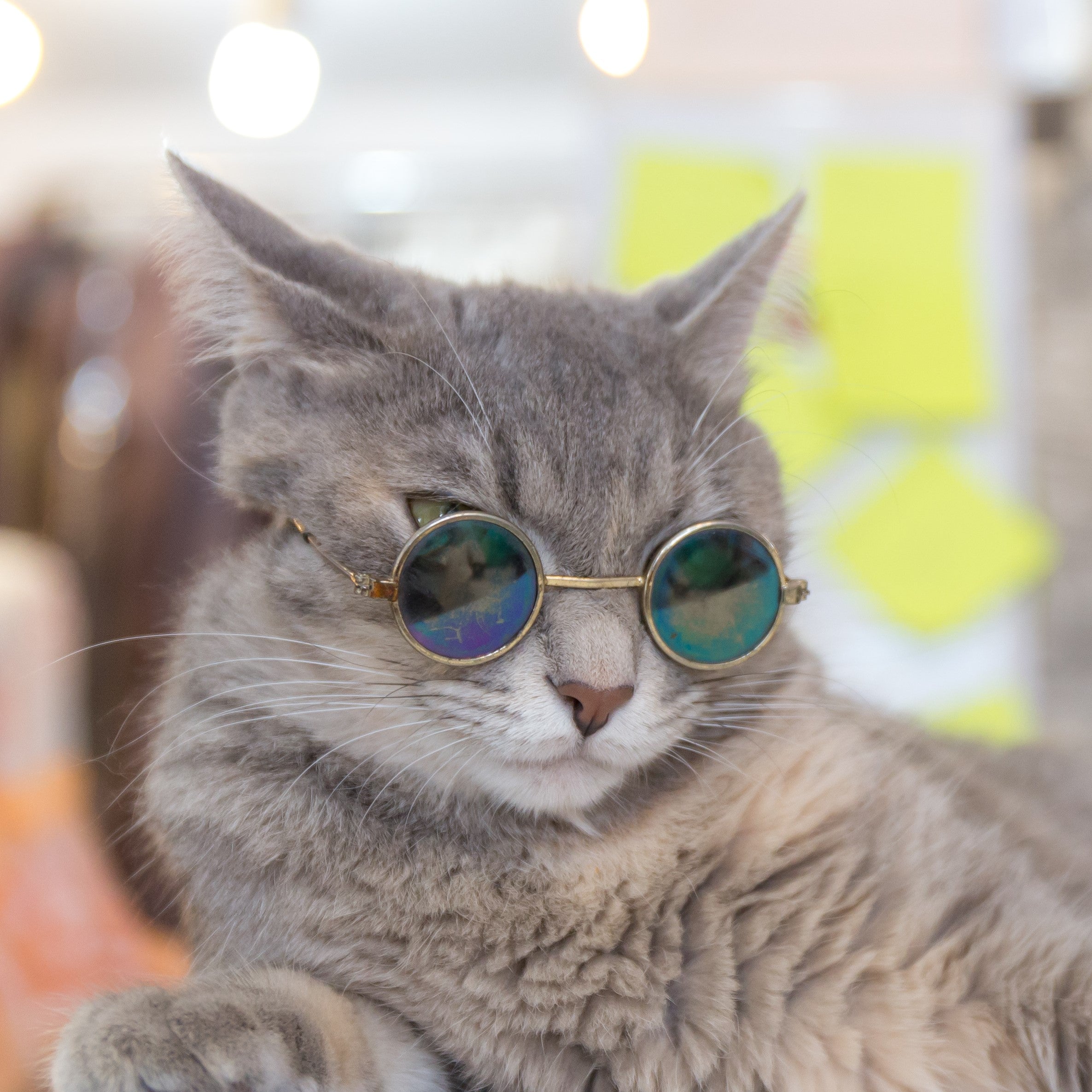 Cool Cat Sunglasses - Free Shipping Today 🙀
